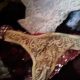 Branded Lingerie